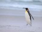 King penguin group on a beach. South America, Falkland Islands, Volunteer Point Art Print